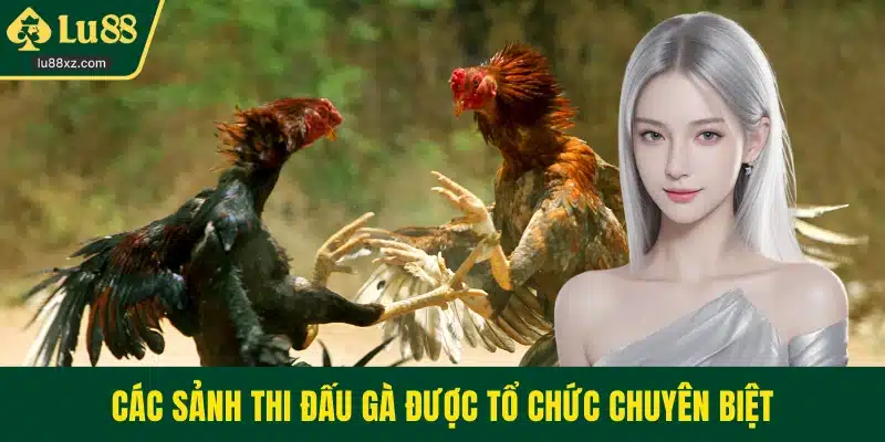 Các sảnh thi đấu gà được tổ chức chuyên biệt