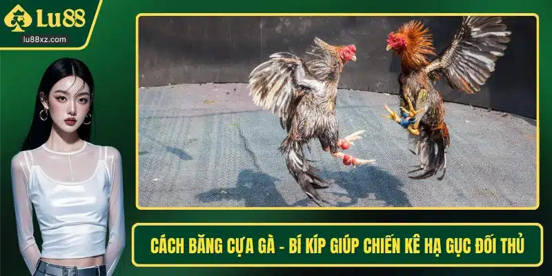 Cách Băng Cựa Gà – Bí Kíp Giúp Chiến Kê Hạ Gục Đối Thủ