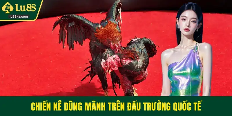 Chiến kê dũng mãnh trên đấu trường quốc tế