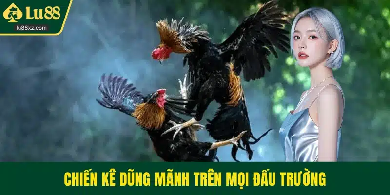 Chiến kê dũng mãnh trên mọi đấu trường