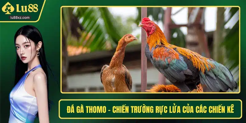 Đá Gà Thomo – Chiến Trường Rực Lửa Của Các Chiến Kê