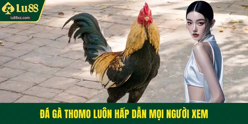 Đá gà thomo luôn hấp dẫn mọi người xem