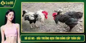 Đá Gà WS – Đấu Trường Kịch Tính Đẳng Cấp Toàn Cầu