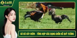 Gà Đá Vảy Hiếm – Tổng Hợp Các Dạng Chân Kê Quý Tướng