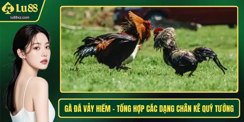 Gà Đá Vảy Hiếm – Tổng Hợp Các Dạng Chân Kê Quý Tướng
