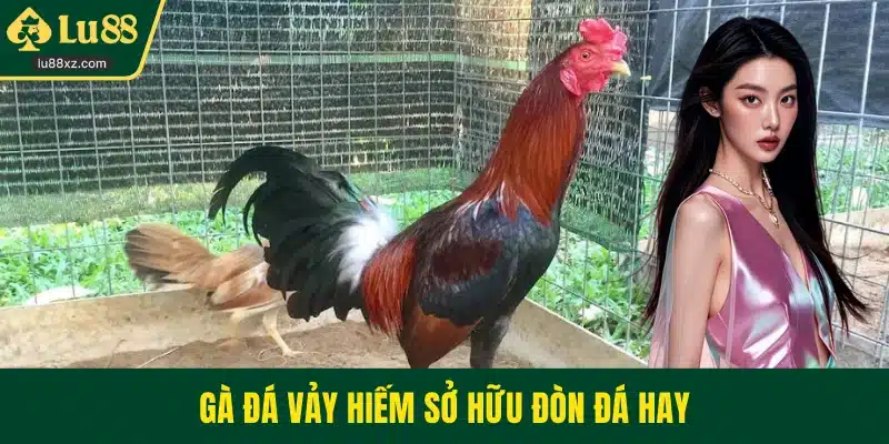Gà đá vảy hiếm sở hữu đòn đá hay