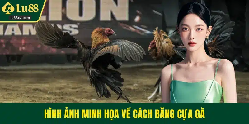 Hình ảnh minh họa về cách băng cựa gà