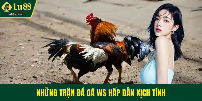 Những trận đá gà WS hấp dẫn kịch tính